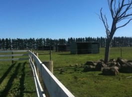 Saddle On Riding School - Surfers Paradise Gold Coast 6