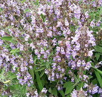 Otway Herbs - Surfers Paradise Gold Coast