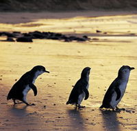 Phillip Island Nature Park - Surfers Paradise Gold Coast