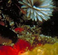 Point Cooke Marine Sanctuary - Surfers Paradise Gold Coast