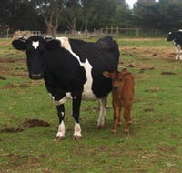 Animal Land Children's Farm - Surfers Paradise Gold Coast