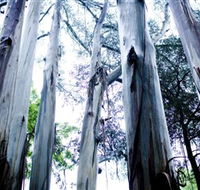 Dandenong Ranges National Park - Surfers Paradise Gold Coast