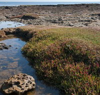 Ricketts Point Marine Sanctuary - Surfers Paradise Gold Coast
