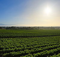 GREENSTONE VINEYARDS - Surfers Paradise Gold Coast