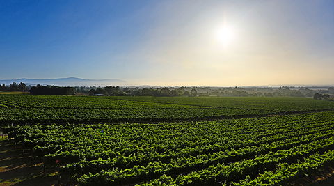 GREENSTONE VINEYARDS - Surfers Paradise Gold Coast 0