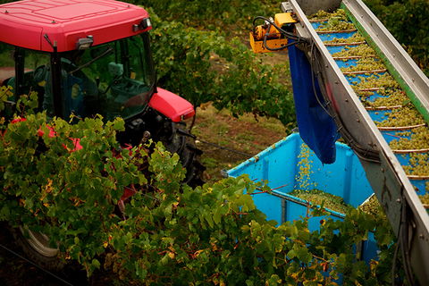 GREENSTONE VINEYARDS - Surfers Paradise Gold Coast 3