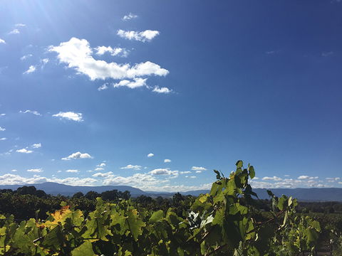 GREENSTONE VINEYARDS - Surfers Paradise Gold Coast 5