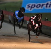 Dapto Dogs - Surfers Paradise Gold Coast