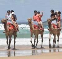 Camel Rides with Coffs Coast Camels - Surfers Paradise Gold Coast