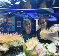 Solitary Islands Aquarium - Surfers Paradise Gold Coast