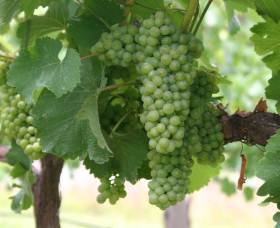 Roses Vineyard At Innes View - Surfers Paradise Gold Coast 4