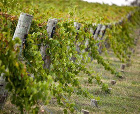 Moothi Estate Vineyard And Cellar Door - Surfers Paradise Gold Coast 1