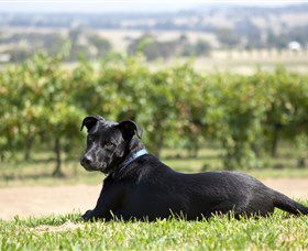 Moothi Estate Vineyard And Cellar Door - Surfers Paradise Gold Coast 0