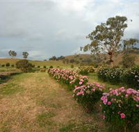 Damasque Rose Oil Farm - Surfers Paradise Gold Coast