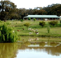 Clearview Alpacas - Surfers Paradise Gold Coast