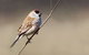 Capertee Valley Bird Trail - thumb 3