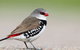 Capertee Valley Bird Trail - thumb 1