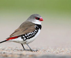 Capertee Valley Bird Trail - Surfers Paradise Gold Coast 1