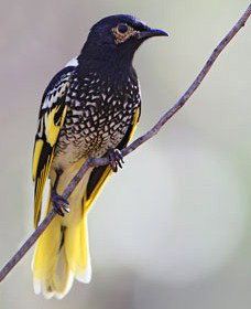 Capertee Valley Bird Trail - Surfers Paradise Gold Coast 4