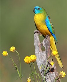 Capertee Valley Bird Trail - Surfers Paradise Gold Coast 5