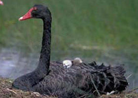  Surfers Paradise Gold Coast