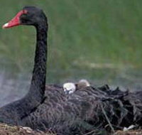 French Island Marine National Park - Surfers Paradise Gold Coast