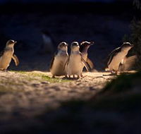 Phillip Island Nature Parks - Surfers Paradise Gold Coast