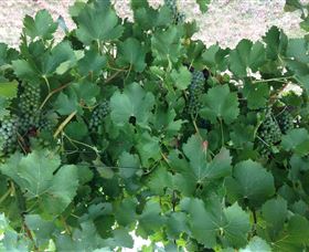 Jeir Creek Wines - Surfers Paradise Gold Coast 2