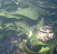 Churchill Island Marine National Park - Surfers Paradise Gold Coast