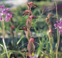 Carnamah-Eneabba Wildflower Drive - Surfers Paradise Gold Coast