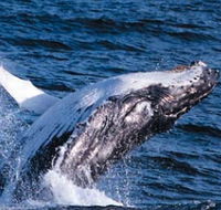 Sydney Eco Whale Watching - Surfers Paradise Gold Coast