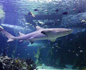 SEA LIFE Sydney Aquarium - Surfers Paradise Gold Coast 0