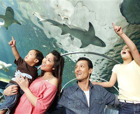 SEA LIFE Sydney Aquarium - Surfers Paradise Gold Coast 7