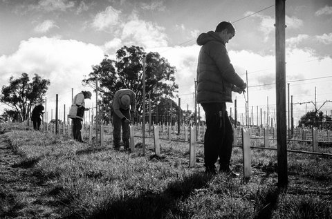 Clonakilla Wines - Surfers Paradise Gold Coast 4