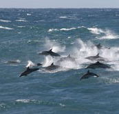Tamboi Queen Cruises - Surfers Paradise Gold Coast