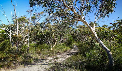 Aboriginal Heritage Walk - Surfers Paradise Gold Coast 2