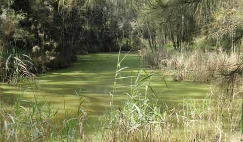Second Ponds Creek Walk - Surfers Paradise Gold Coast 0