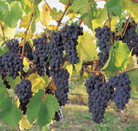 Hills Short Wine and Food Trail - Surfers Paradise Gold Coast