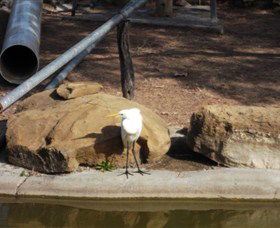 Ram Park - Surfers Paradise Gold Coast 3