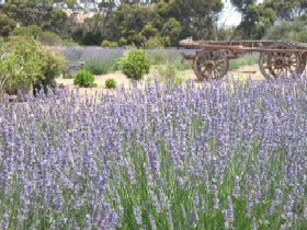 Emu Bay Lavender - Surfers Paradise Gold Coast 3