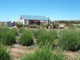 Emu Bay Lavender - Surfers Paradise Gold Coast 1
