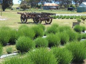 Emu Bay Lavender - Surfers Paradise Gold Coast 2