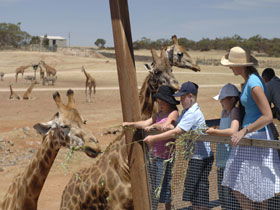 Monarto Open Range Zoo - Surfers Paradise Gold Coast 0