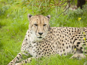 Monarto Open Range Zoo - Surfers Paradise Gold Coast 3