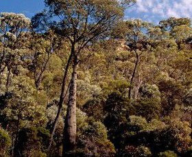 Ka Ka Mundi, Carnarvon National Park - Surfers Paradise Gold Coast 0