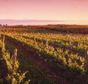Ralph Fowler Wines - Surfers Paradise Gold Coast