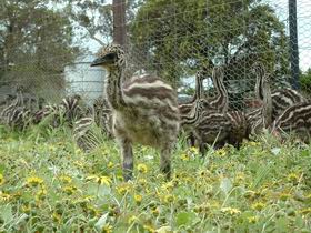 Avenue Emus - Surfers Paradise Gold Coast 1