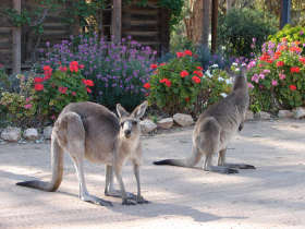 The Pioneer Settlement - Surfers Paradise Gold Coast 5