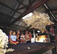 Shear Outback the Australian Shearers Hall of Fame - Surfers Paradise Gold Coast