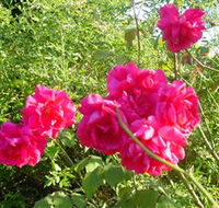 Bishop's Lodge Historic House and Heritage Rose Garden - Surfers Paradise Gold Coast